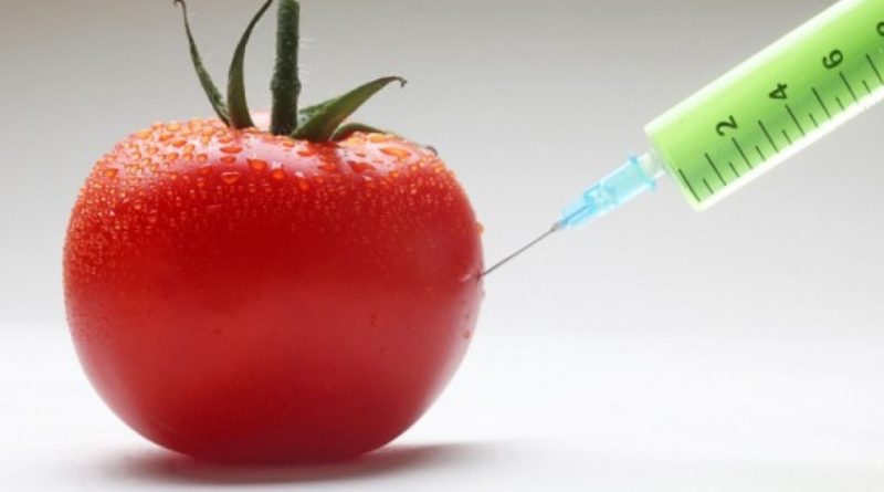 alimenti OGM