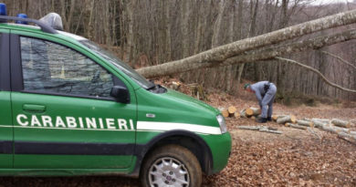 carabinieri furto legna