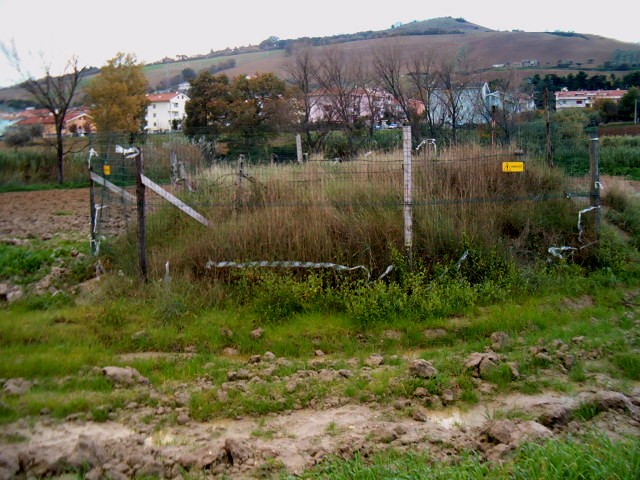 pineto vulcanello cenerone