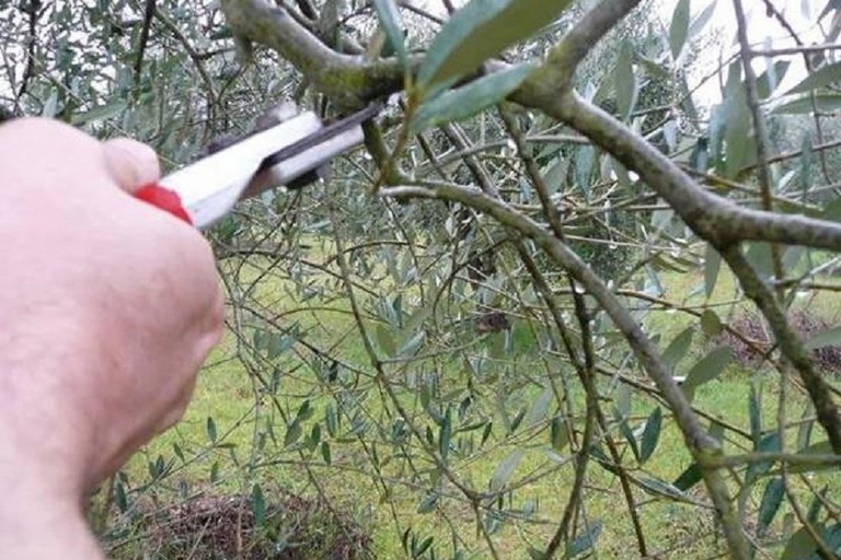roseto potatura ulivo
