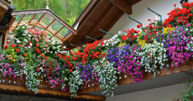 fiori balcone