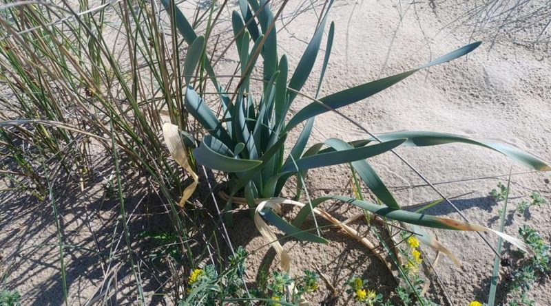 Giglio Riserva Borsacchio Roseto