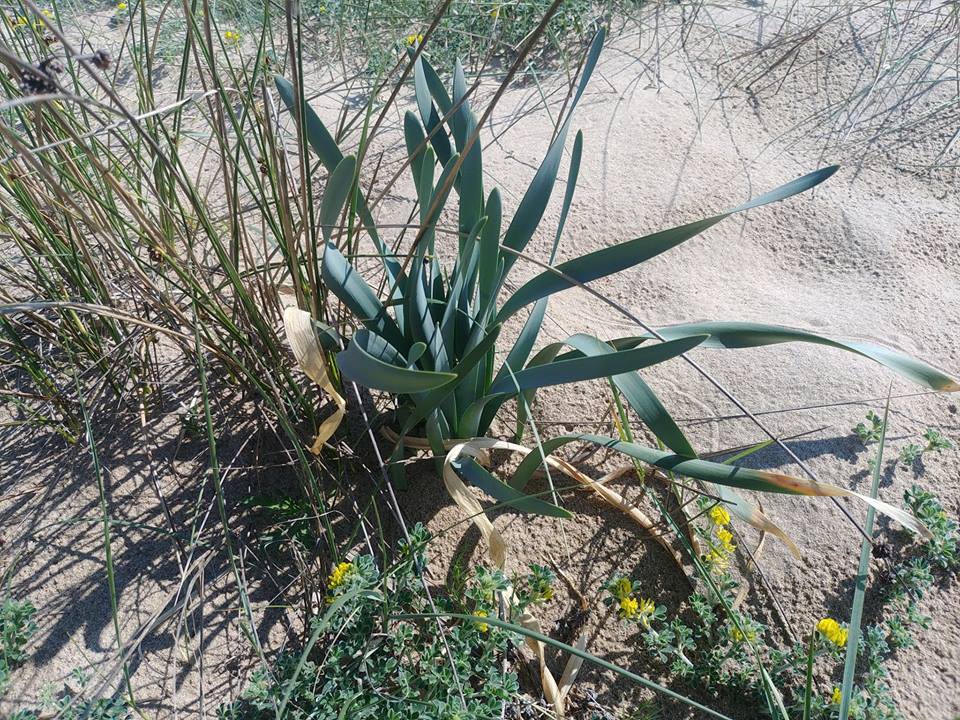 Giglio Riserva Borsacchio Roseto