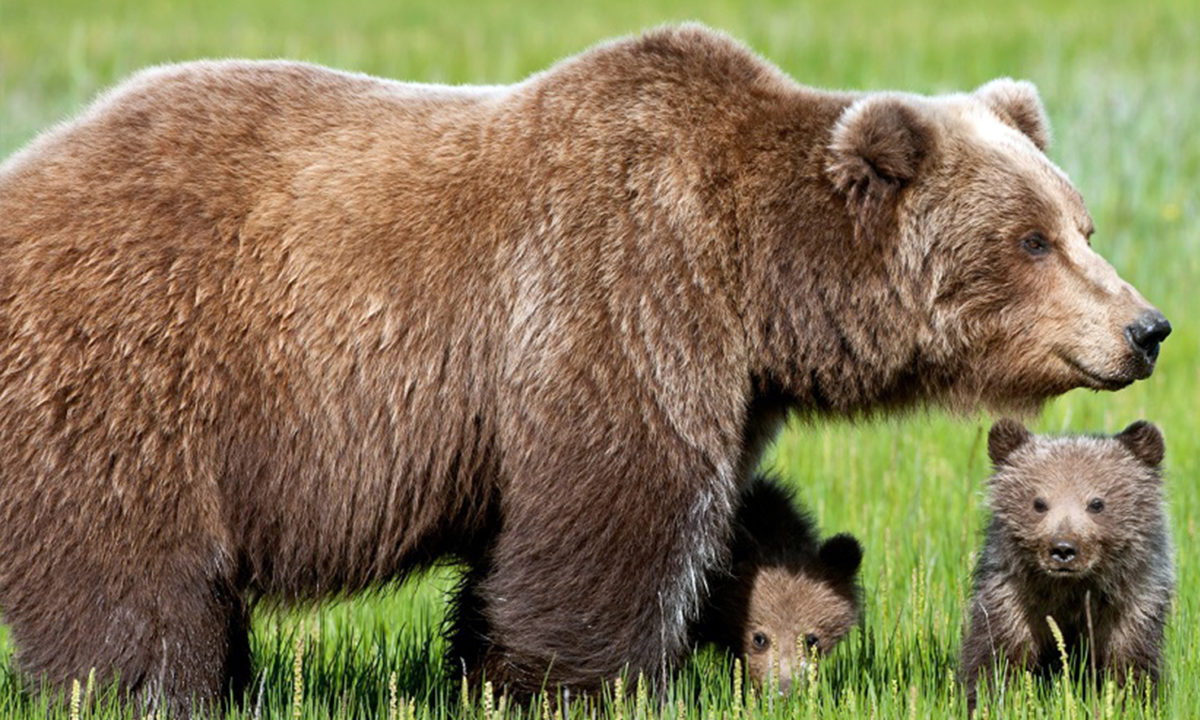 orso marsicano