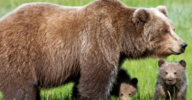 orso marsicano