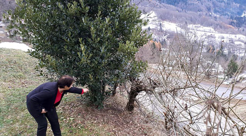 caduta albero