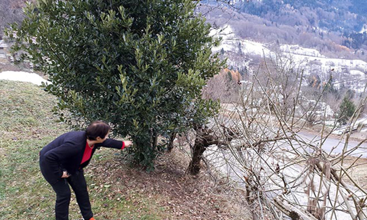 caduta albero