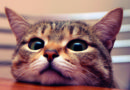 gatto