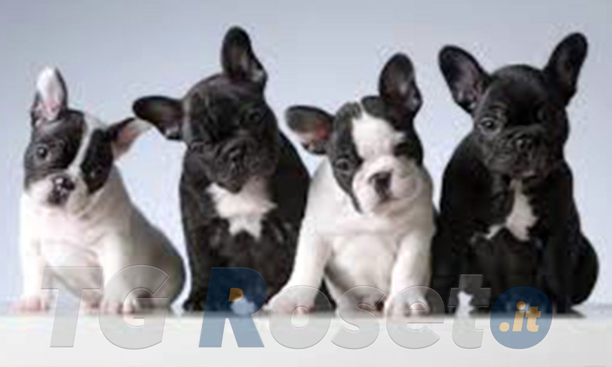 Bouledogue francese