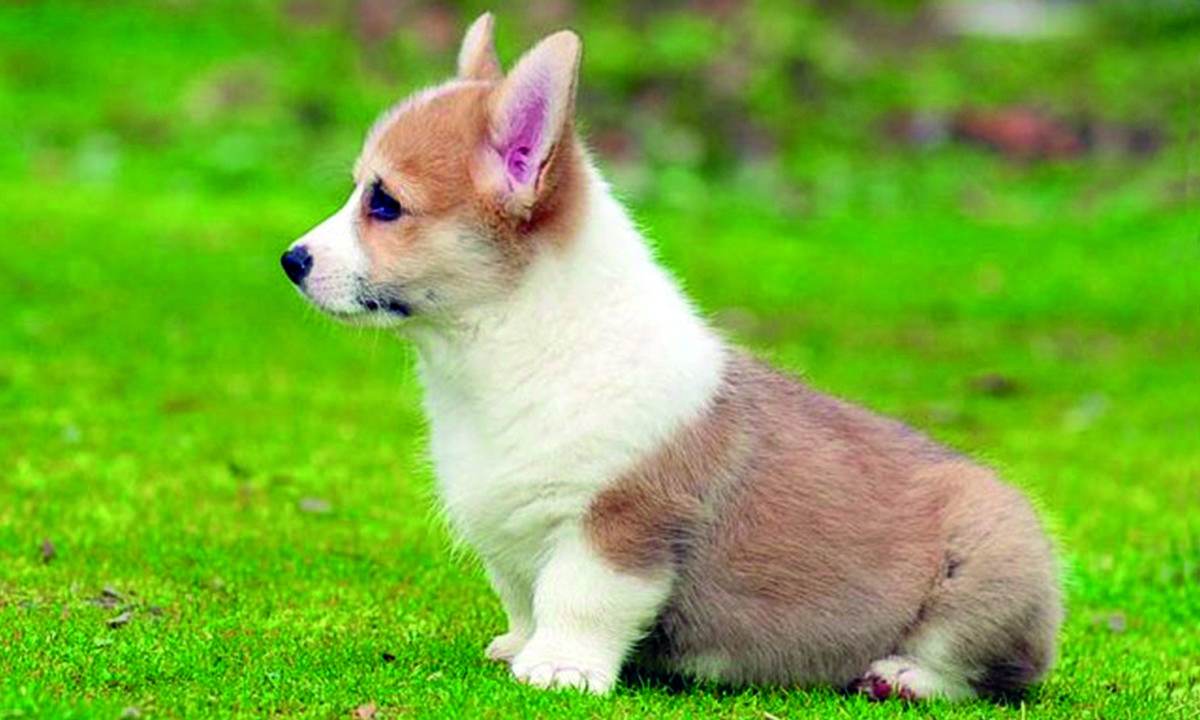 cane corgi