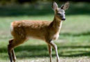 capriolo