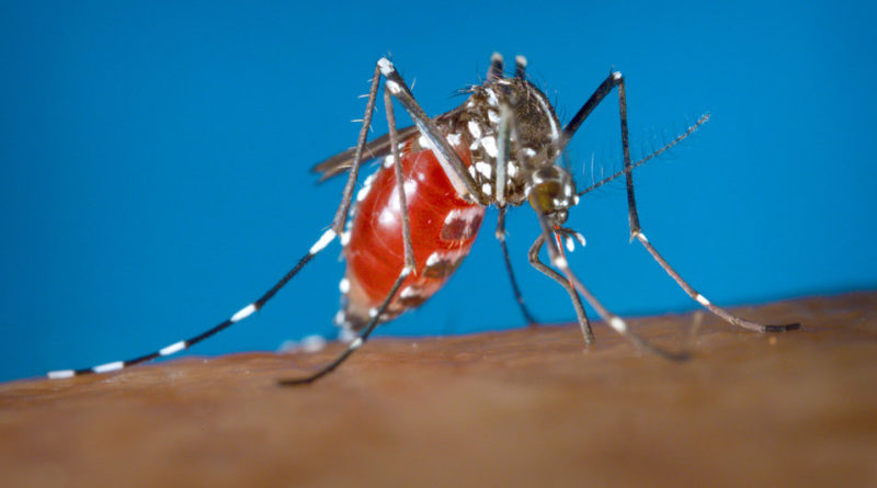 Aedes Albopictus Zanzara Puntura