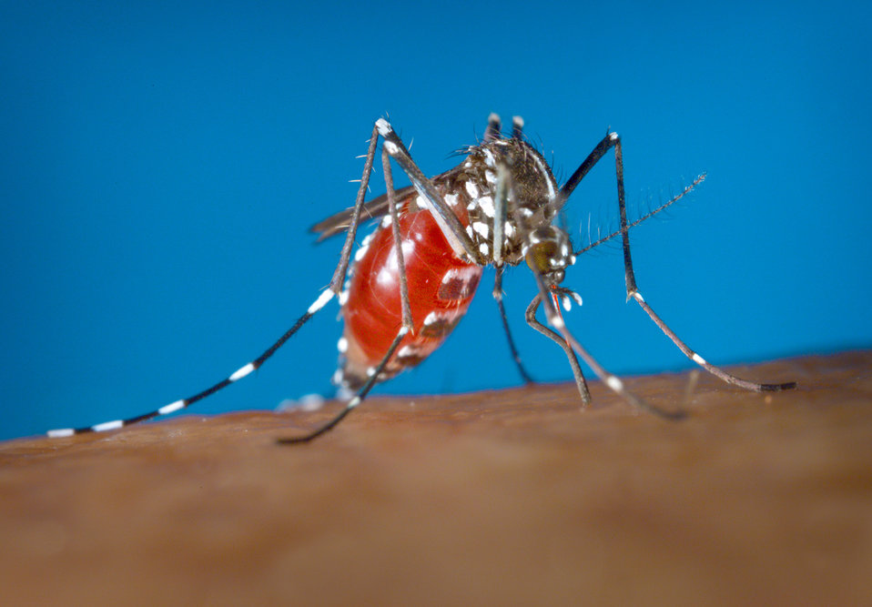 Aedes Albopictus Zanzara Puntura