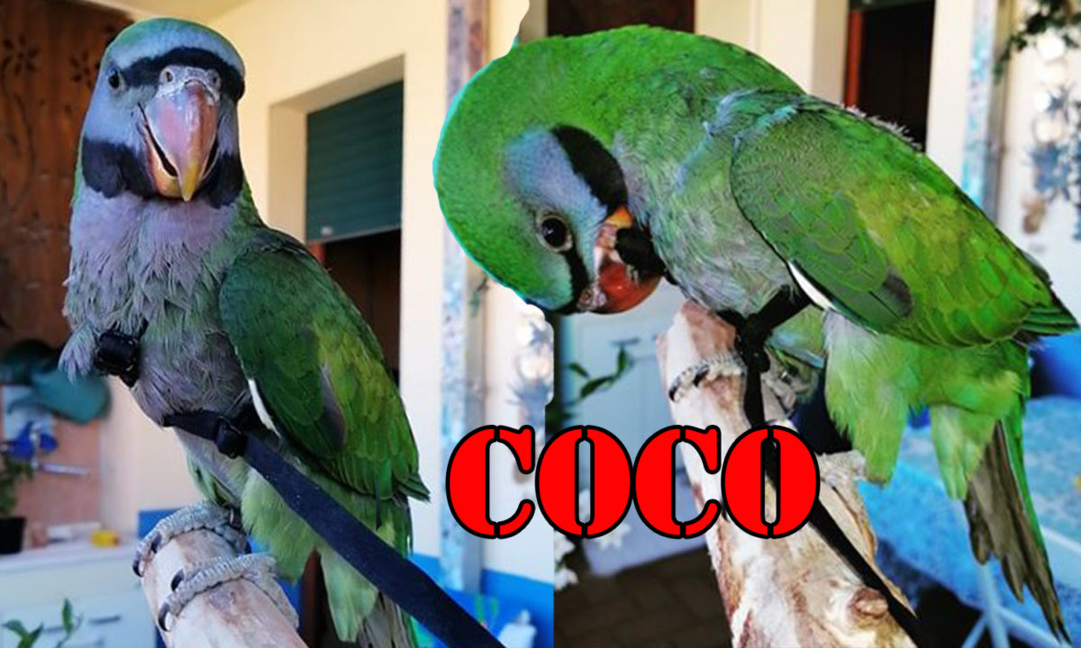 coco