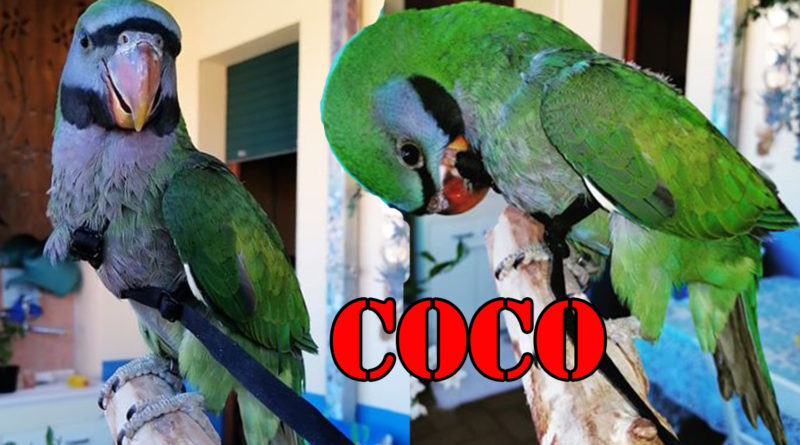 coco