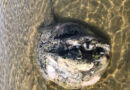 pesce luna